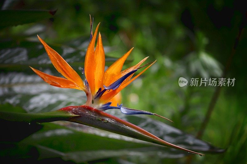 天堂鸟花，又名鹤百合(Strelitzia reginae;又名鹤望兰parvifolia)